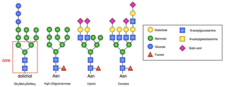 Fig.1 Schematic representation of typical structures of N-glycan and 14-glycan precursors.